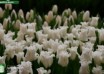 Tulipa White Liberstar ® (3)